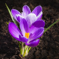 Crocus