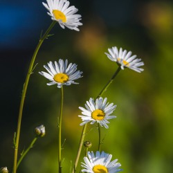Daisies
