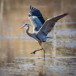 Dancing Great Blue Heron