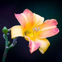 Daylily