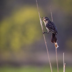 Female Red Winged Blackbird