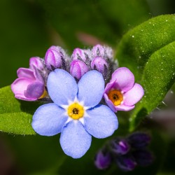 Forget Me Nots