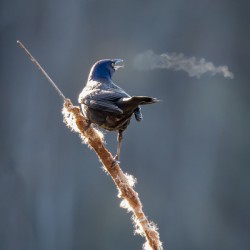 Grackle Bird Breath