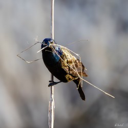 Grackle Gathering Nesting Material