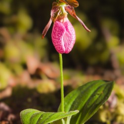 Lady s Slipper
