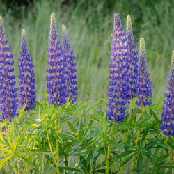 Lupins