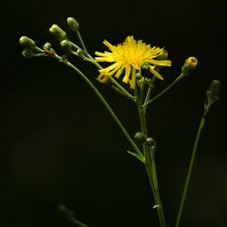 Mouse ear hawkweed