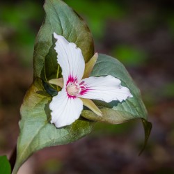 Painted Trillium