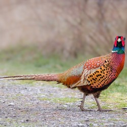Ring-Necked Pheasant