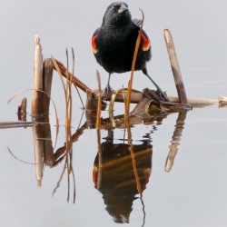 Red Winged Blackbird Among the Reeds