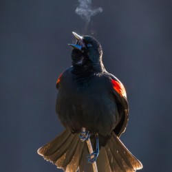 Red Winged Blackbird Breath