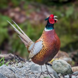 Squawking Pheasant