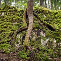 Giant Tree Roots Among the Moss