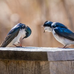 Tree Swallows