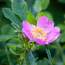 Wild rose