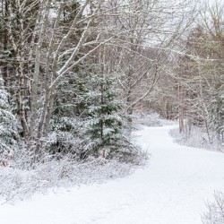 Country Road in WInter