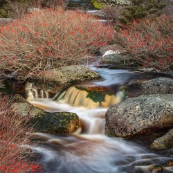 Winterberry waterway