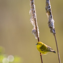 Yellow Warbler