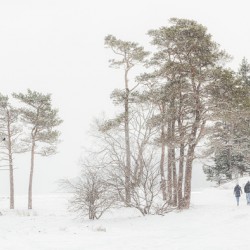Young Lovers Walk in the Park