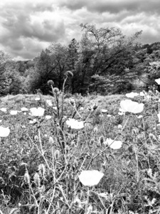 Pedernales SP black white flower 0523