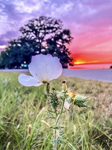 Lake Somerville Sunset 0723