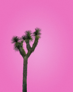 Joshua Tree with Pink Sky