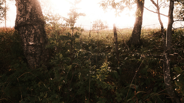 Woodlands Print