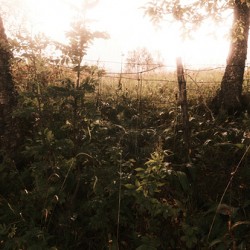 Woodlands