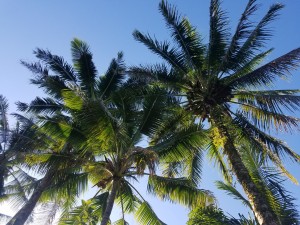 PalmTrees in Hilo