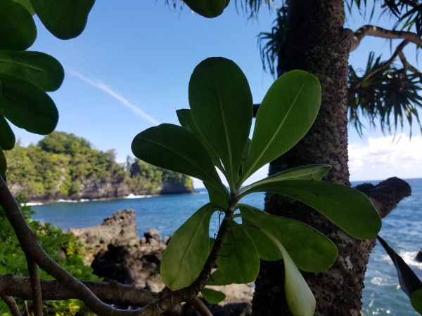 Greenery in Hilo by Kathleen Anderson