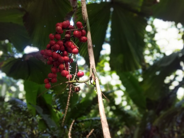 Flowers in Hilo by Kathleen Anderson