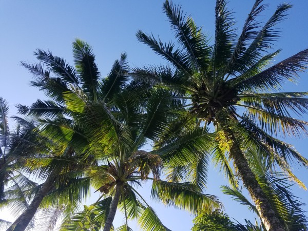 PalmTrees in Hilo Print