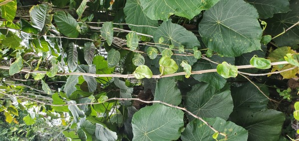 Vines1 Print