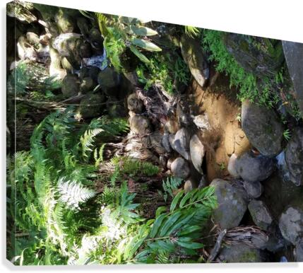 Rainforest1 Canvas Print