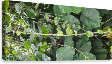 Vines1 Canvas Print