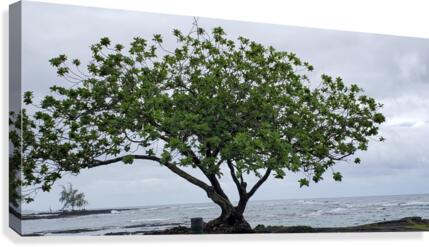Hilo Bay Tree Canvas Print