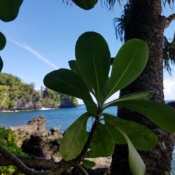 Greenery in Hilo