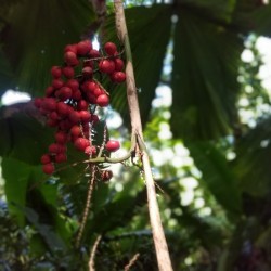 Flowers in Hilo