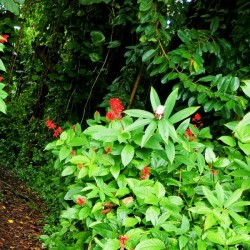 Greenery in Hilo Hawaii
