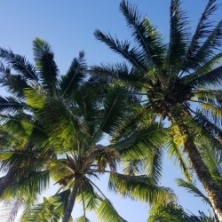 PalmTrees in Hilo