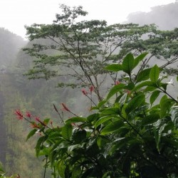 RainbowFalls1