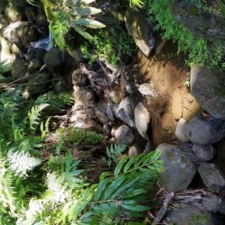 Rainforest1
