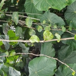 Vines1