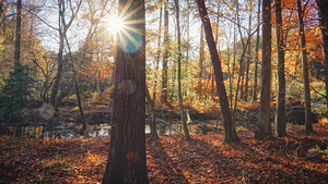 Autumn Liughts