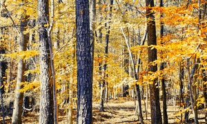 Autumn Trails