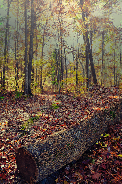 Autumn Passage by MLKerr