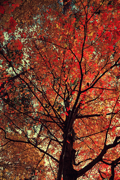 Under the Autumn Canopy by MLKerr