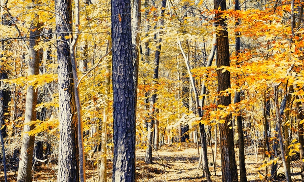 Autumn Trails Print