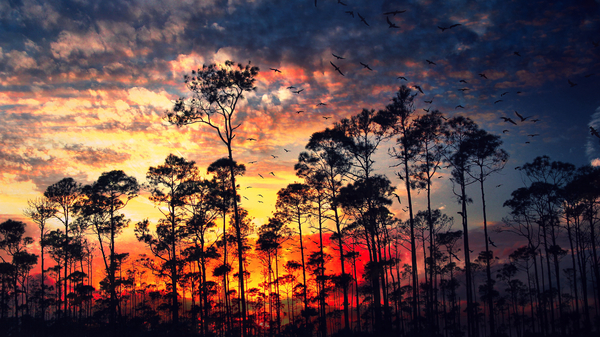 Burning Trees Print