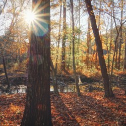 Autumn Liughts